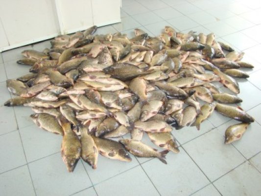 Prinşi la braconat în Deltă